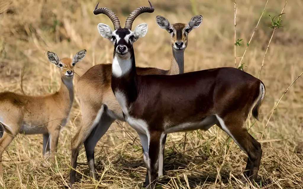 Gambela landscape