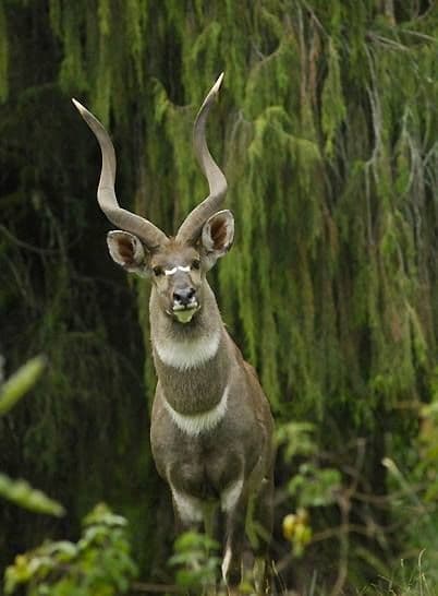Mountain nyala — the largest endemic animal in Ethiopia