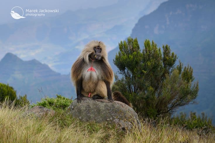 Ethiopia