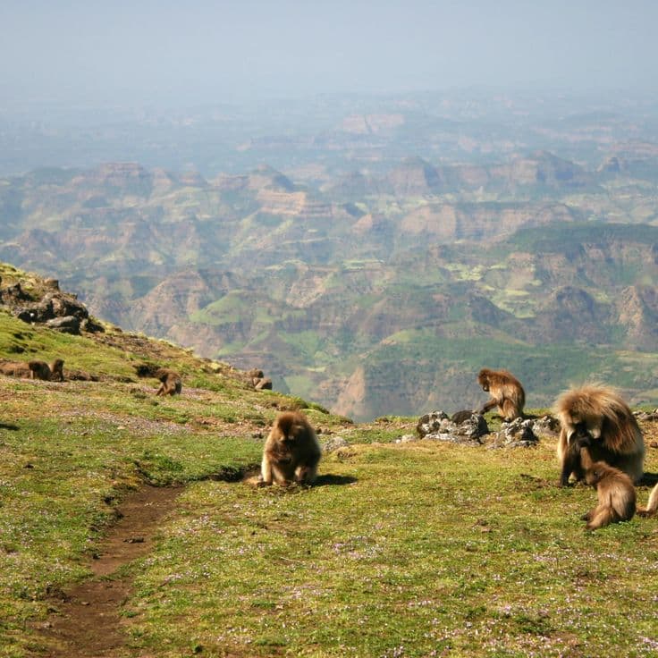 Gelada troop moving across the highland grassland