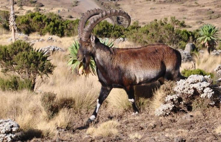 Walia ibex on alpine terrain with giant lobelias