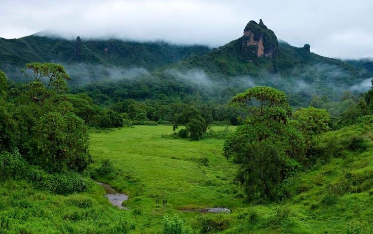 Harenna Forest valley — lush Afromontane vegetation