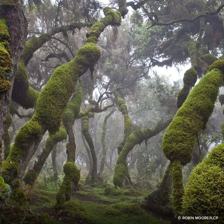 Harenna Forest — ancient trees and silence