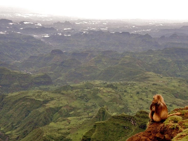 Simien pinnacle rising from mist with giant lobelias