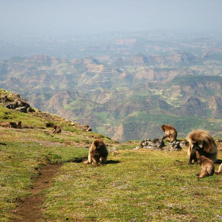 Gelada troop moving across the highland grassland