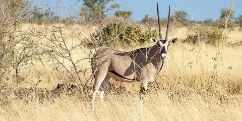 Awash National Park wildlife