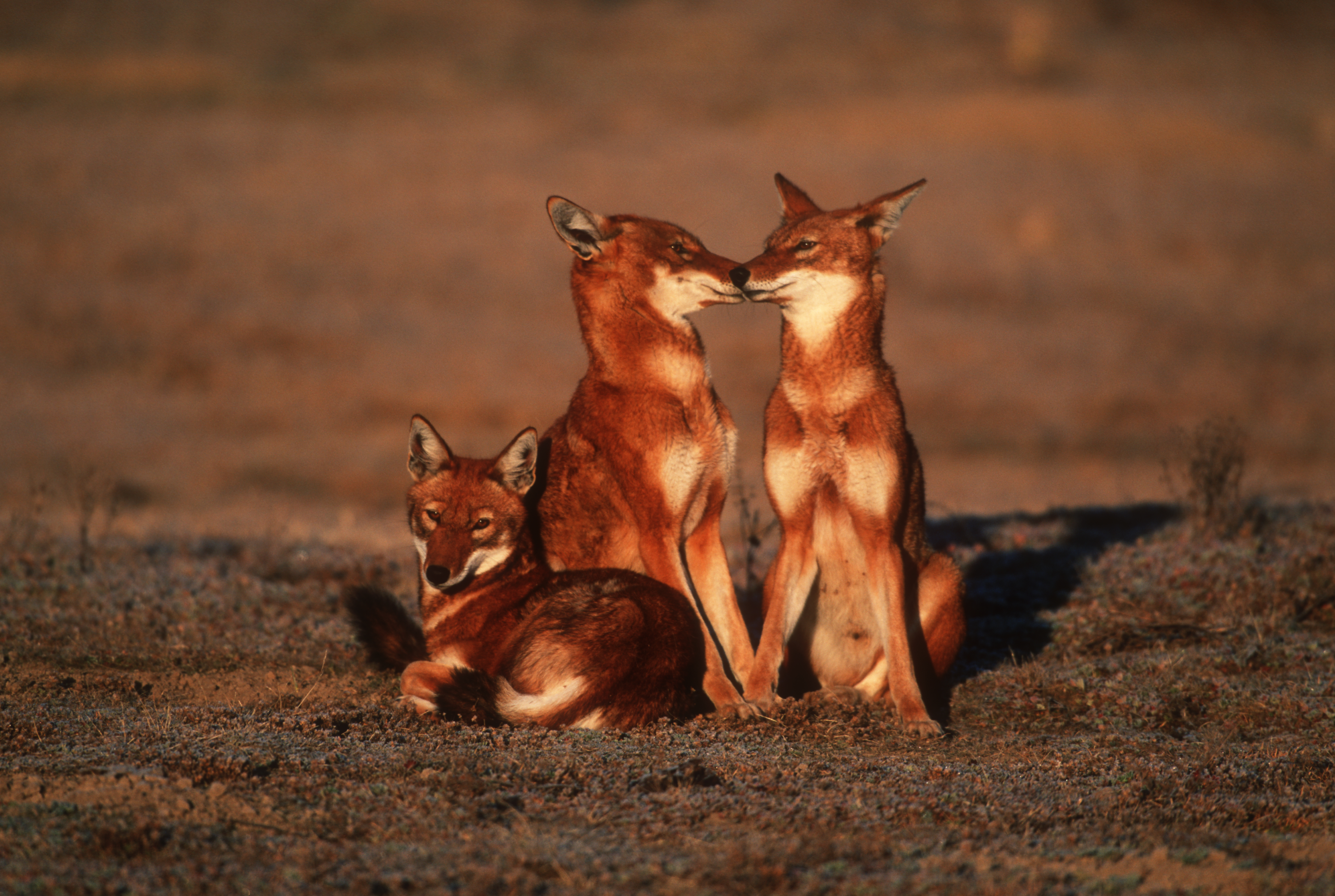 Bale Mountains wildlife