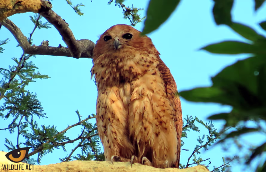 Birdwatching