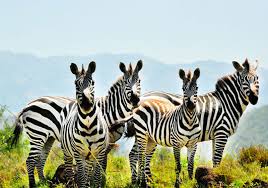 Nechisar National Park