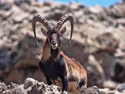 Simien Mountains wildlife