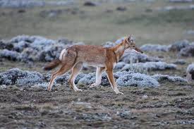 Ethiopian wolf on Sanetti Plateau
